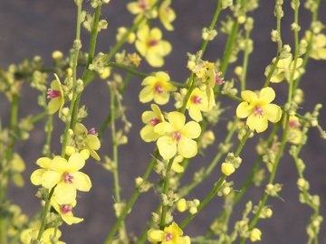 Pianta sul marciapiede - Verbascum cfr.sinuatum
